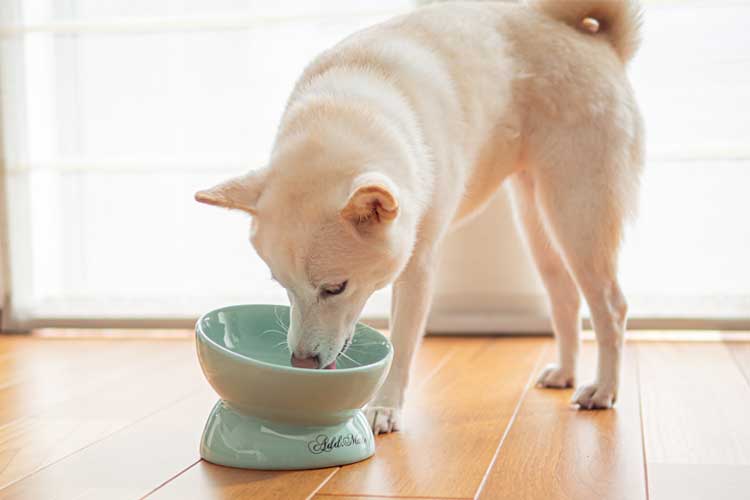 ペットの健康維持に大切なお水とは？