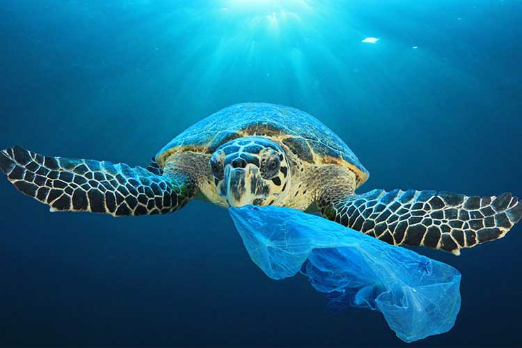 海洋プラスチックごみ問題
